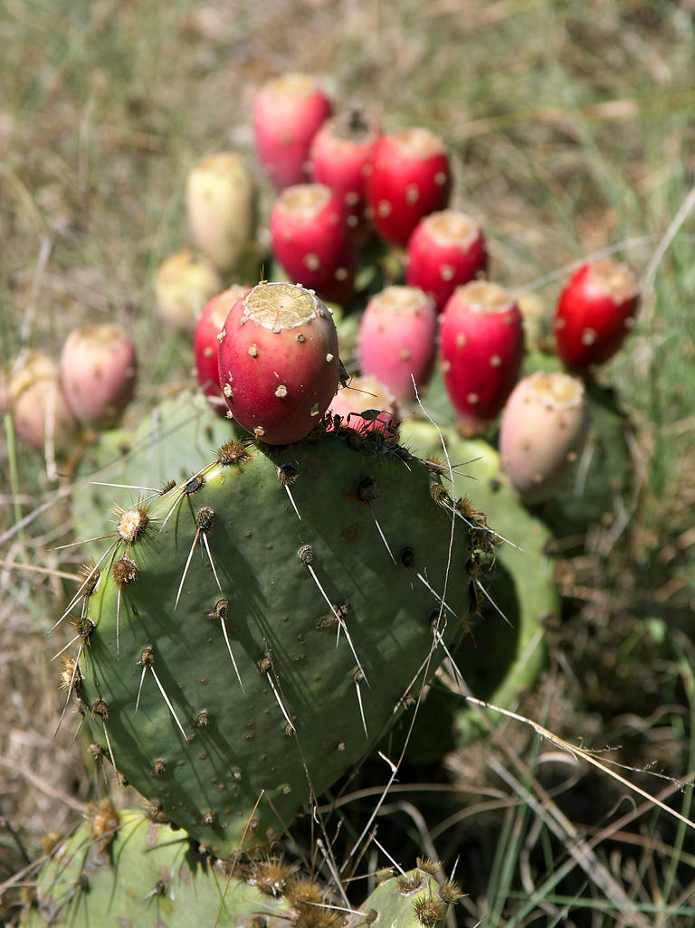 prickly pear image