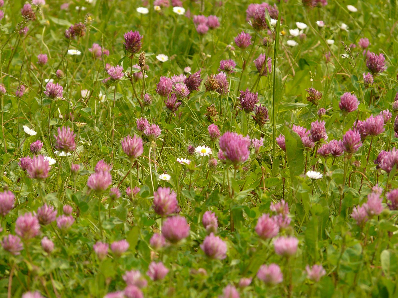 red clover 