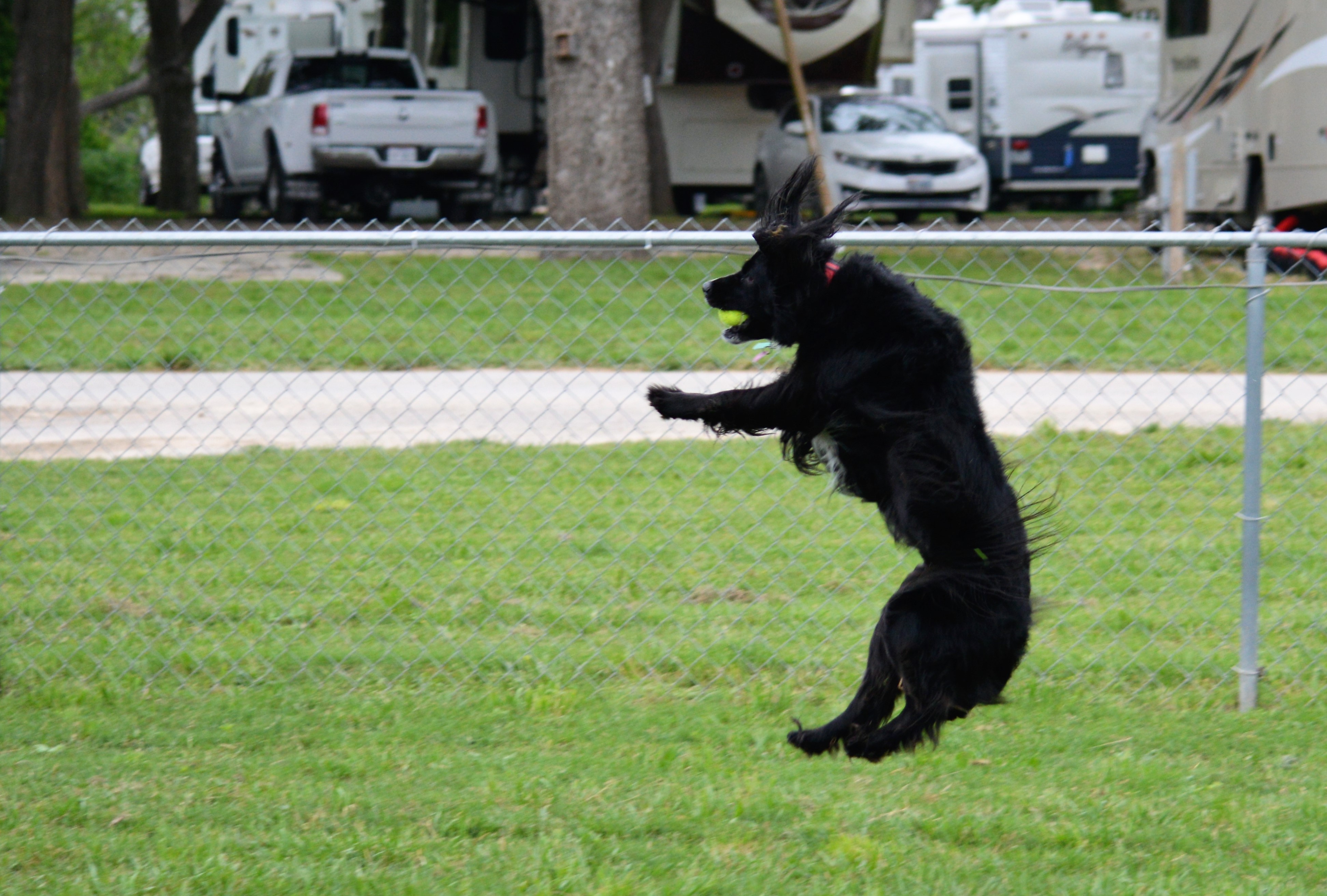 A happy Sadie playing catch at Pecan Park Riverside RV Park in San Marcos