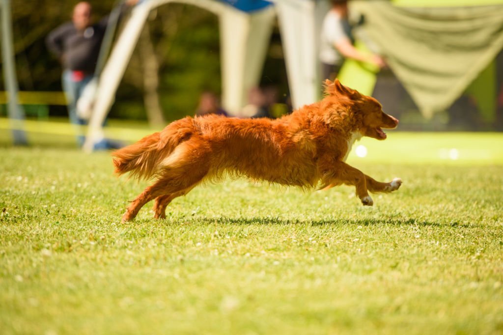 Building a Dog Run in Your RV Park: A Step-by-Step Guide