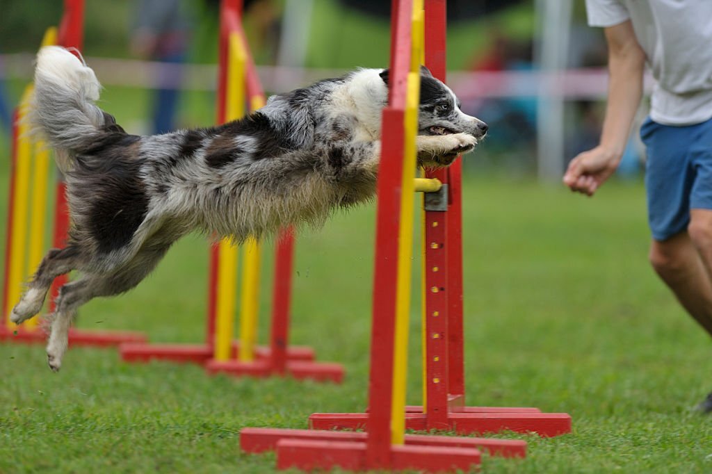 Agility training in dog run at RV park