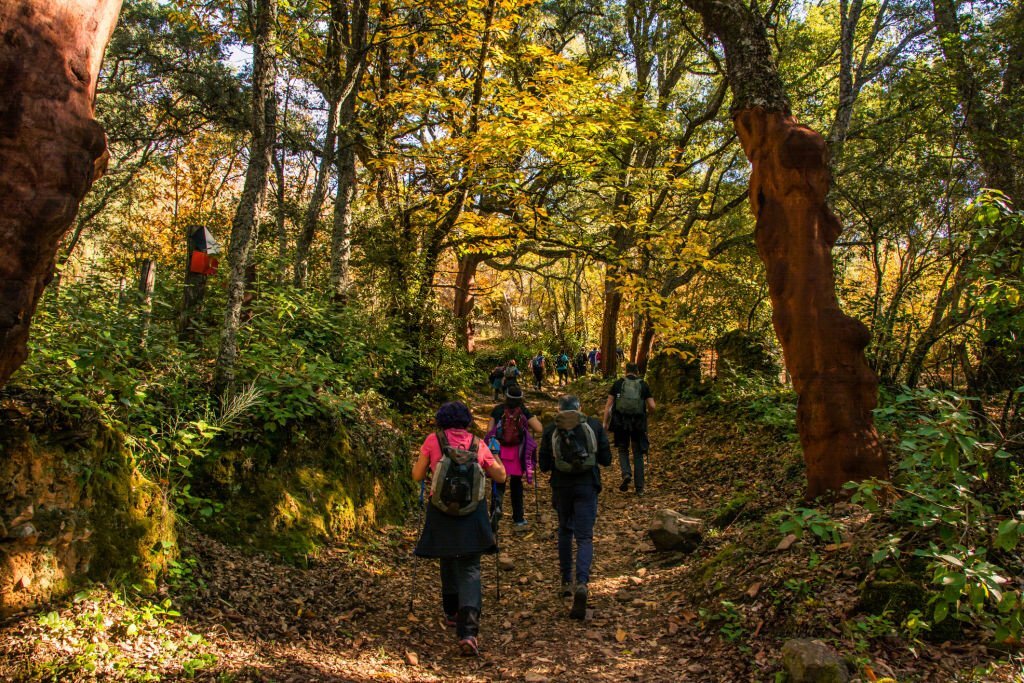 Group of people in a hiking event in the forest