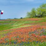 Blooming field in Texas