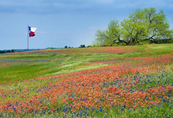 Blooming field in Texas