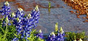 Shady Oaks Riverside Rv Retreat Buchanan Dam Tx 2