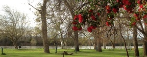 Driftwood Rv Park   Fishing Resort Los Molinos Ca 2