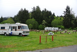 Elk Country Rv Resort And Campground Trinidad Ca 1