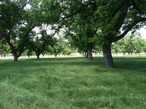 Johnson Creek Rv Resort   Park Kerrville Tx 1