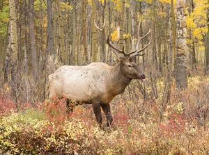 Elk Meadow Lodge   Rv Resort Estes Park Co 1