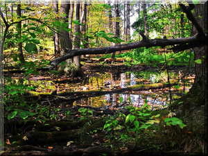 Sturgeon River Campground Ottawa Mi 1