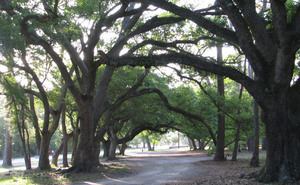 Dauphin Island Campground Dauphin Island Al 1