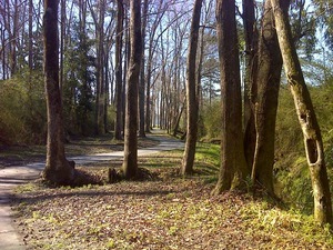 Holly Shelter Creek Burgaw Nc 2