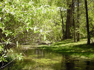 Along The River Park Capitan Nm 1