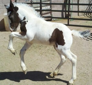 Belle Starr S Silverado Ranch Douglas Az 2