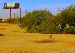 A-Bar-A RV Park & Storage Facility - 1 Photos, 3 Reviews - Marana, AZ