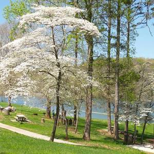 Melton Hill Dam Campground Lenoir City Tn 4