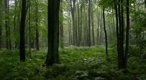 Forest Ridge Marienville Pa 3