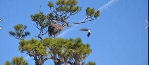 Eagles Nest Russell Springs Ky 2