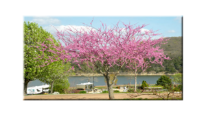 Ozarks Rv Resort On Table Rock Lake Oak Grove Ar 1