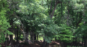 Mountainview Campground Milford Nj 2