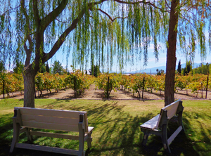 Wine Ridge Rv Resort   Cottages Pahrump Nv 5
