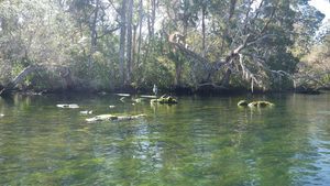 Chassahowitzka River Campground Chassahowitzka Fl 2
