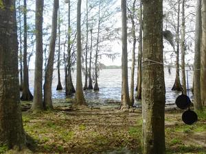 Elliotts Landing And Campground Pinewood Sc 1