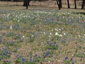 Hill Country Rv Park Fredericksburg Tx 2
