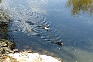 Ccg Ducks