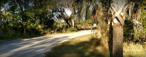 Palmetto1