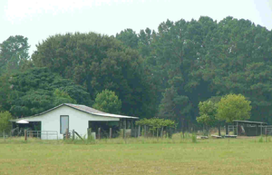 Tanger Woods1