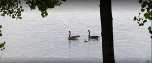 85 2