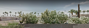Ariz1