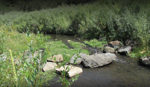 Coyota1