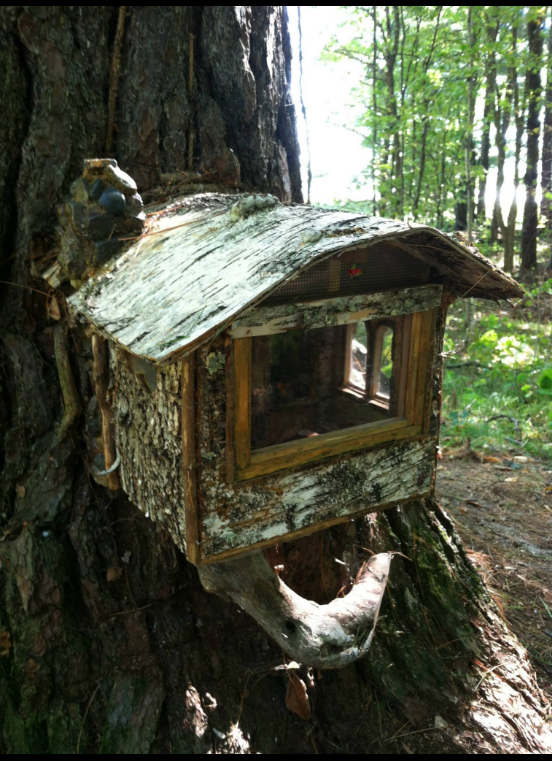 Star Island Trail 2 Photos Cass Lake, MN RoverPass