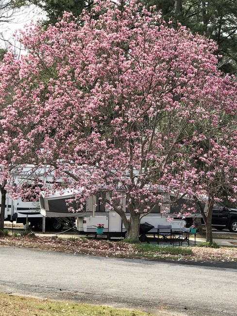 Spring Tree Bloom