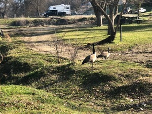 Sequoia Rv Park Dunlop Ca 6