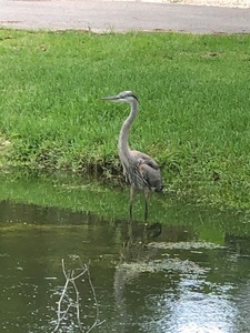Cedars Lake Rv Park And Campground Homosassa Fl 4