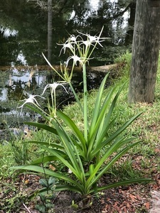 Cedars Lake Rv Park And Campground Homosassa Fl 5