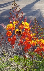 Imgbutterfly
