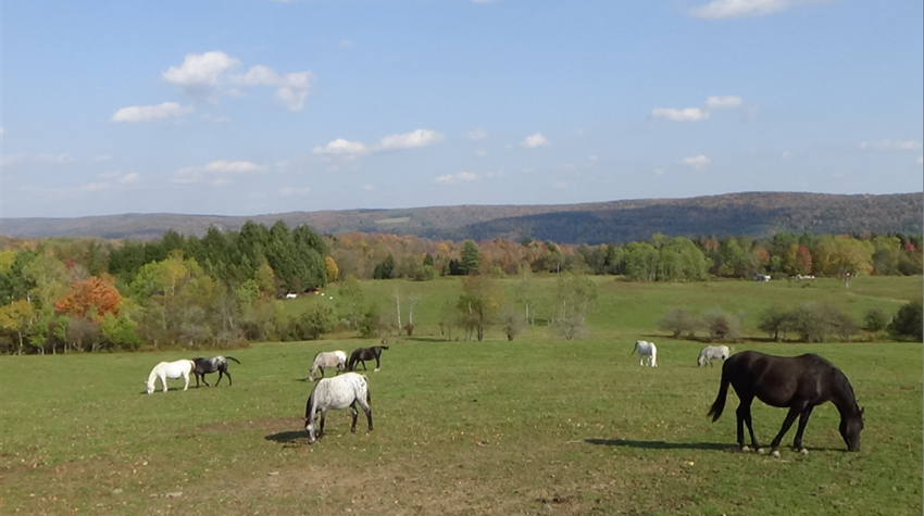 All Star Horses On The Hill Unique   Laurens  Ny Laurens Ny 1