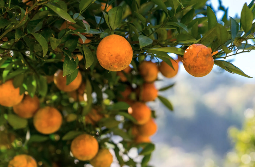 Best 10 Avon, FL RV Parks & Campgrounds