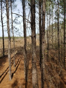 Davisboro Rv Park Davisboro Ga 2