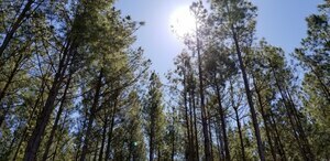 Davisboro Rv Park Davisboro Ga 14