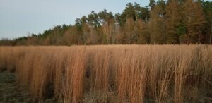 Davisboro Rv Park Davisboro Ga 18