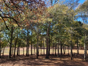 Davisboro Rv Park Davisboro Ga 29