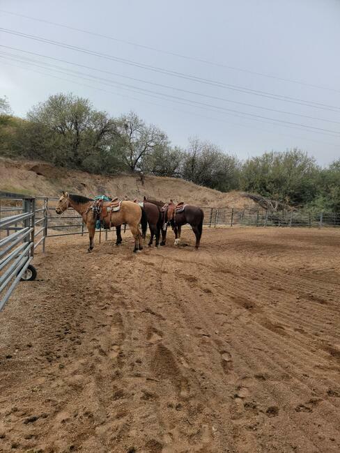 Lady Lottie Roping Camp Wickenburg Az 19