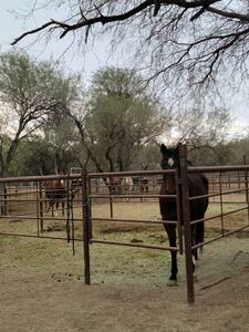 Lady Lottie Roping Camp Wickenburg Az 25