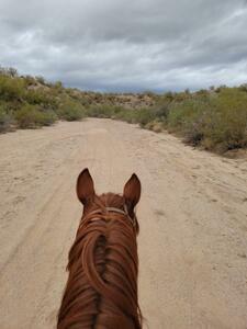Lady Lottie Roping Camp Wickenburg Az 29