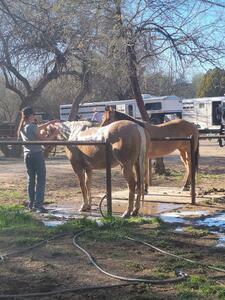 Lady Lottie Roping Camp Wickenburg Az 37